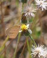 Слика од Eurema herla (Macleay 1826)