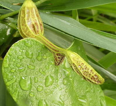 Image of Aristolochia papillaris Mast.