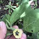 Image of southwestern groundcherry