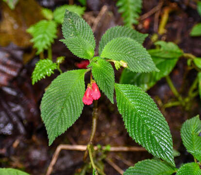 Imagem de Gasteranthus quitensis Benth.