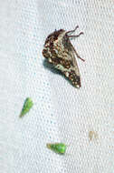 Image of Heliria sinuata Fowler