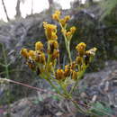 Plancia ëd Alloispermum scabrum (Lag.) H. Rob.