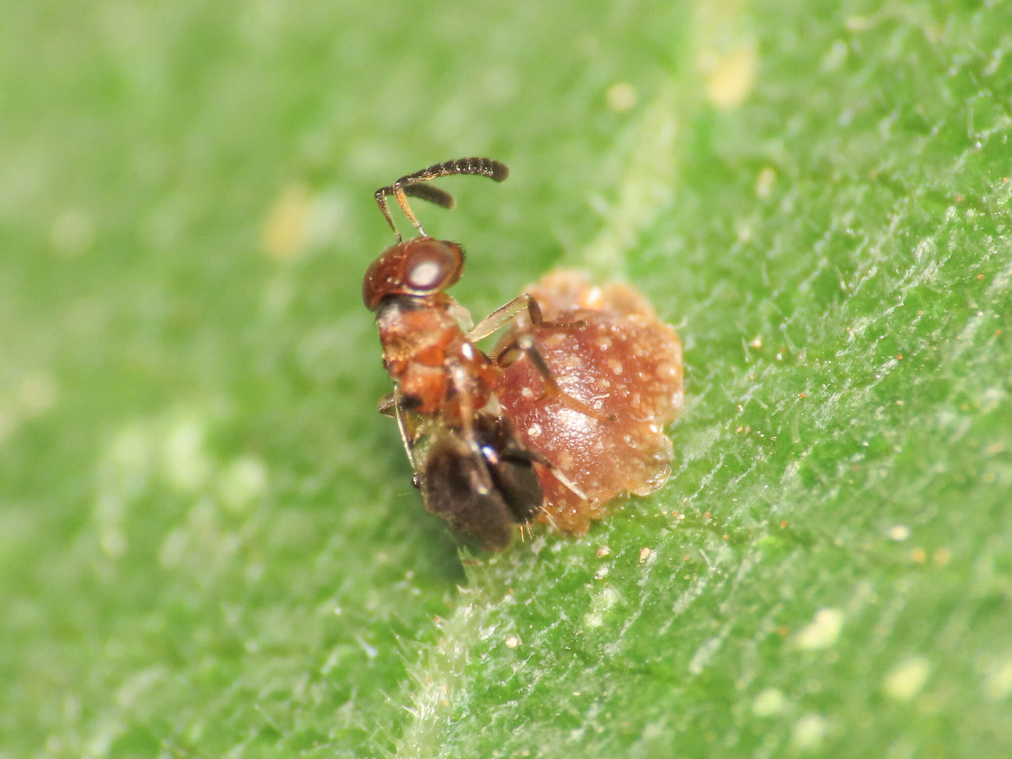 Image of Parasitoid wasp