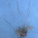 Image of American fiveminute grass