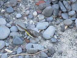 Image of Motacilla cinerea schmitzi Tschusi 1900