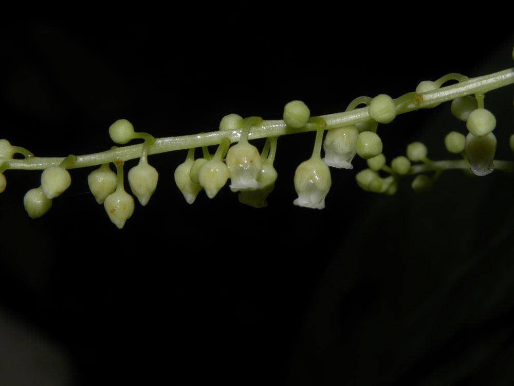 Image of <i>Fusispermum laxiflorum</i> W. H. A. Hekking