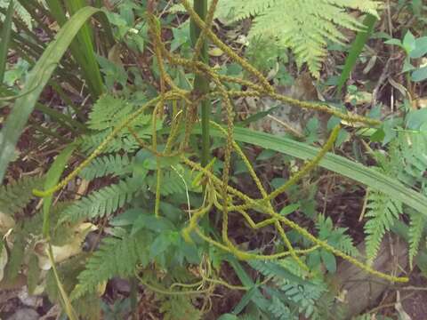 Image de Gymnostachys