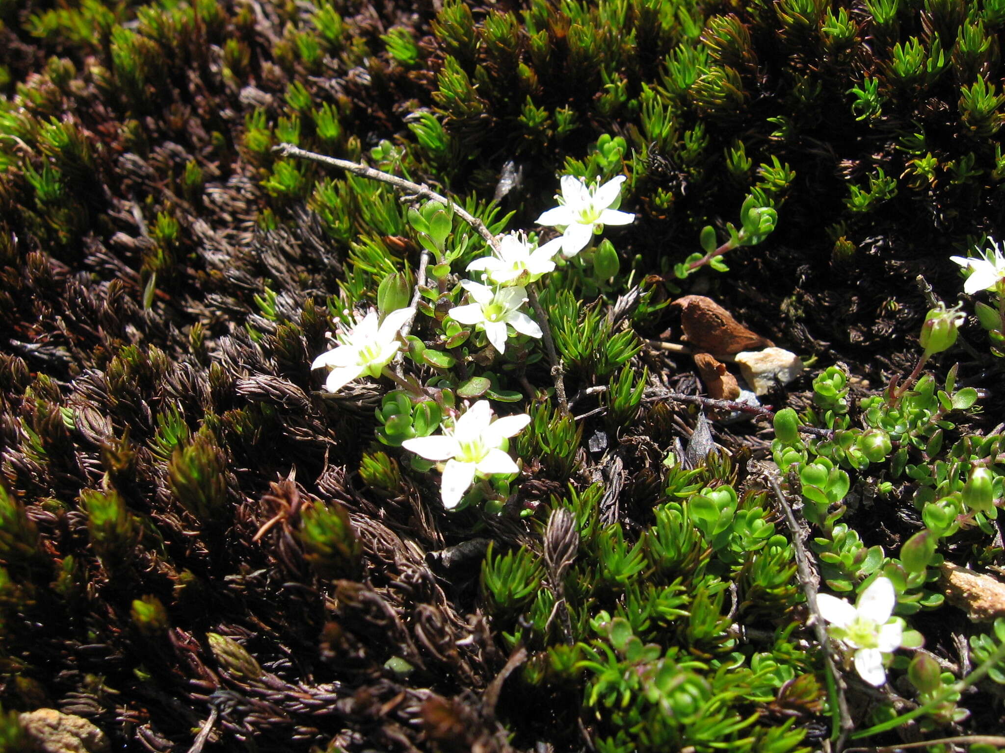 Image of Zweiblütiges Sandkraut