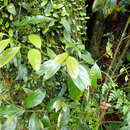 Image of Cryptocarya chinensis (Hance) Hemsl.
