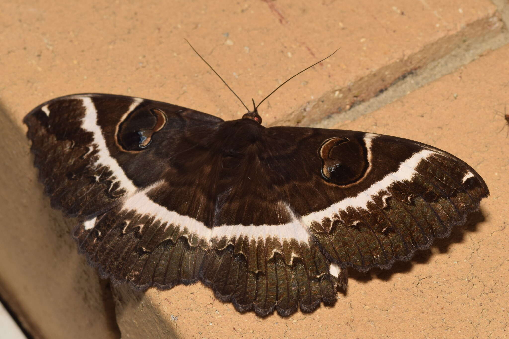 Image of Erebus terminitincta Fletcher 1957