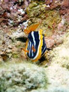 Sivun Chromodoris quadricolor (Rüppell & Leuckart 1830) kuva