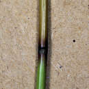 Image of Aristida meridionalis Henrard