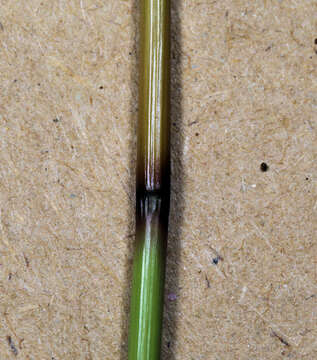 Image of Aristida meridionalis Henrard