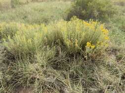 Image of Rusby's goldenbush