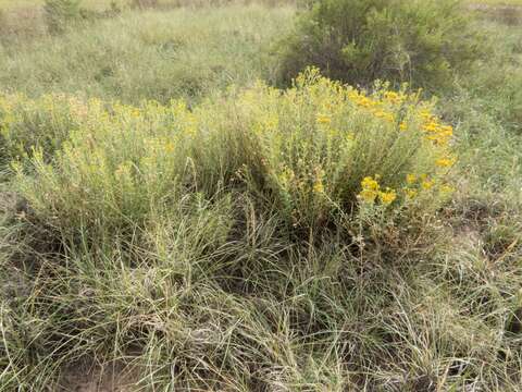 Image of Rusby's goldenbush