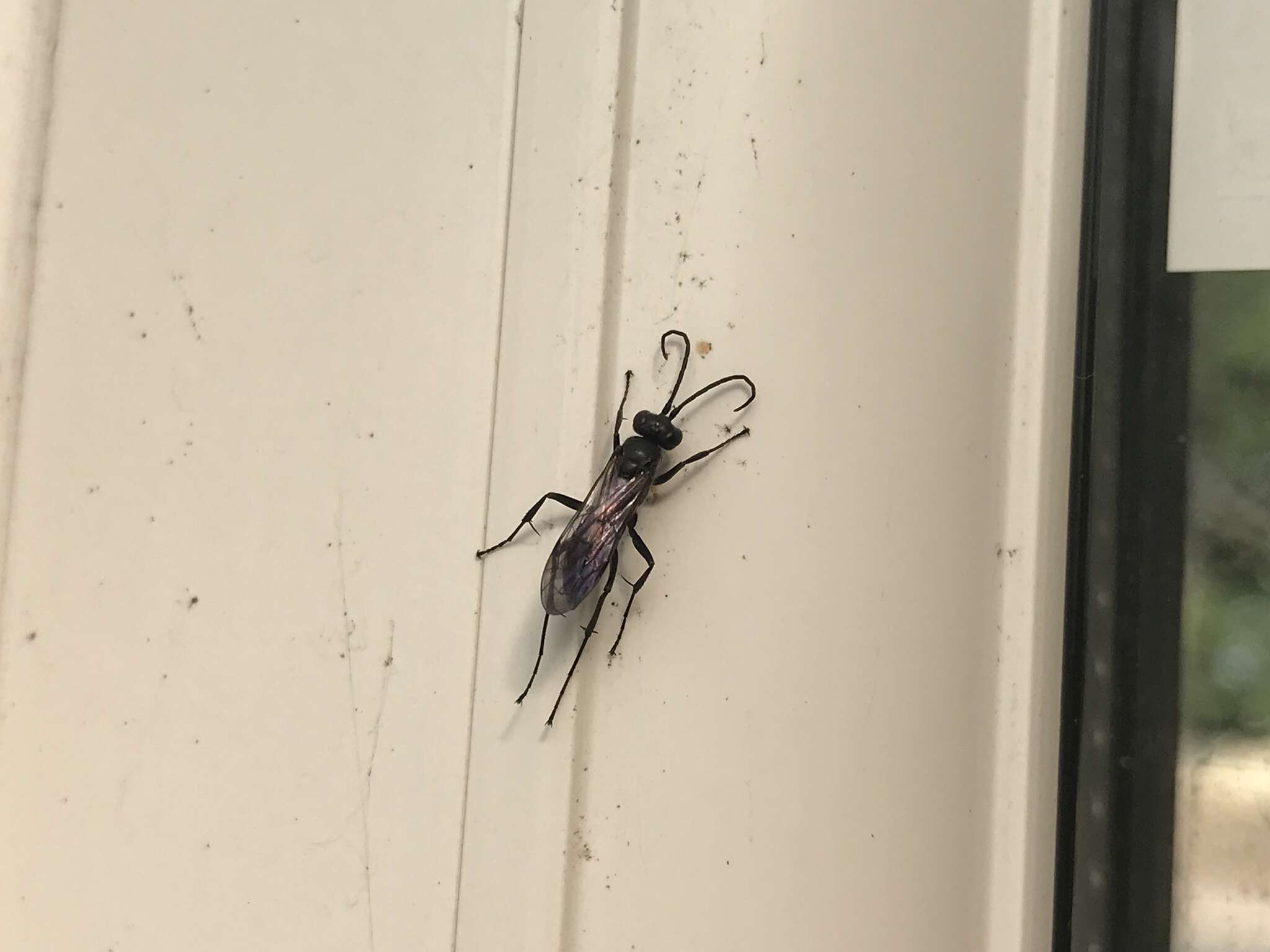 Image of Spider wasp