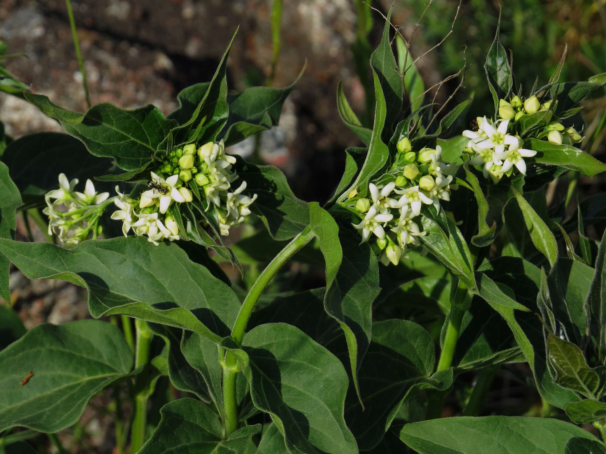 Image of common vincetoxicum