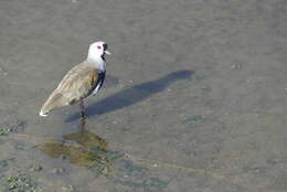 Image of Vanellus chilensis chilensis (Molina 1782)