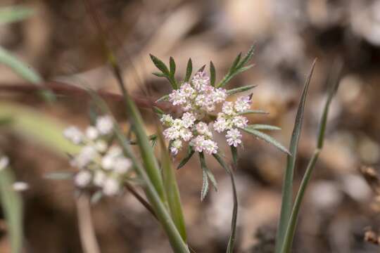 Image of Daucus involucratus Sibth. & Sm.