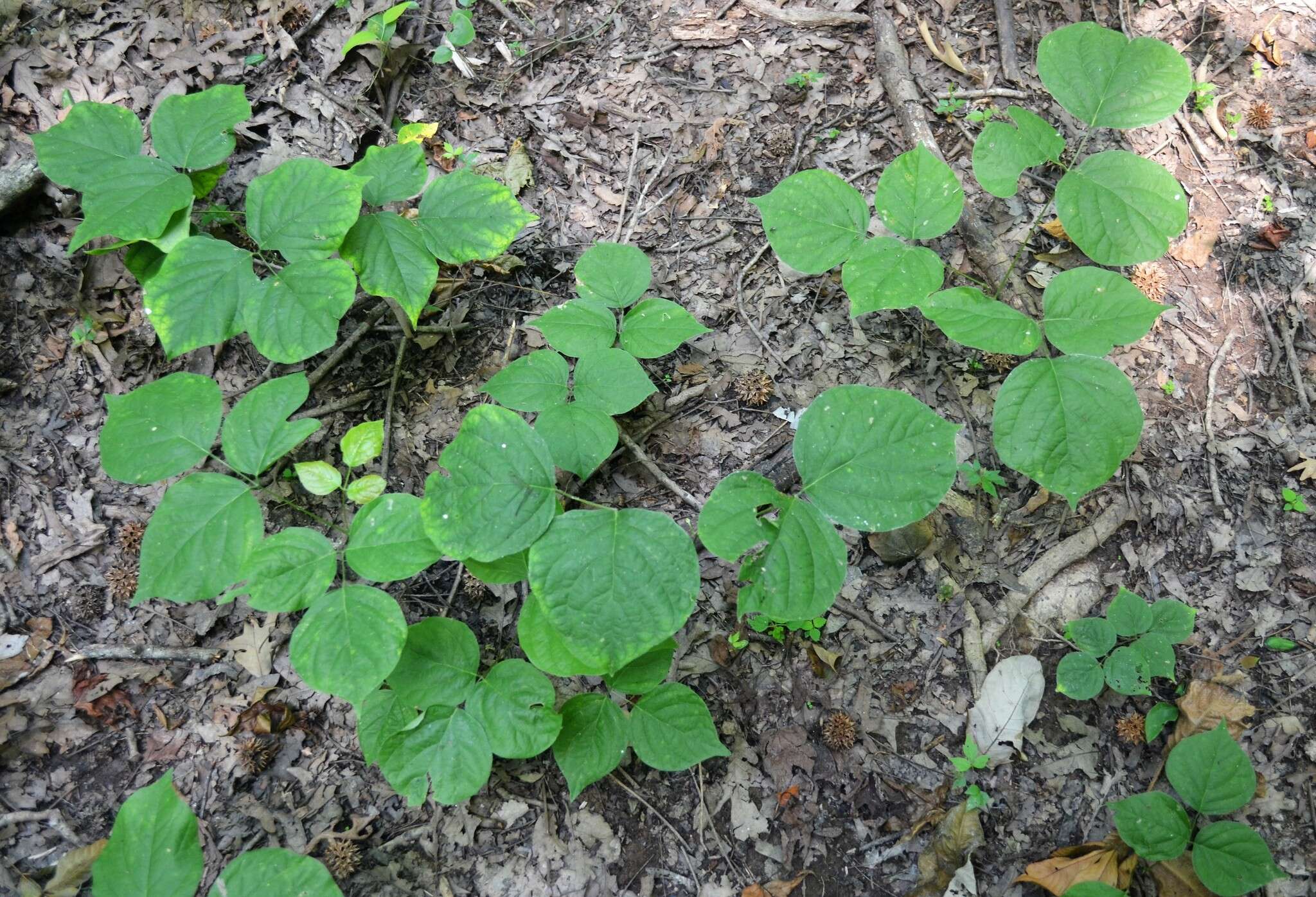 Plancia ëd Lackeya multiflora (Torr. & A. Gray) Fortunato et al.