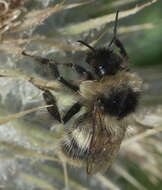 Image of Bombus kirbiellus Curtis 1835