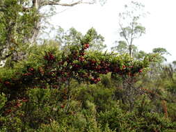 Image of Coprosma nitida Hook. fil.