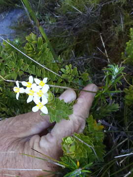 Image of Gnidia tomentosa L.