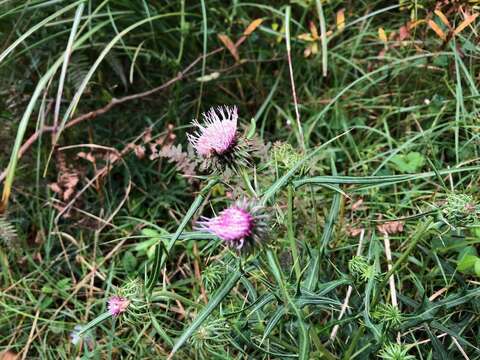 Imagem de Cirsium nipponicum (Maxim.) Mak.