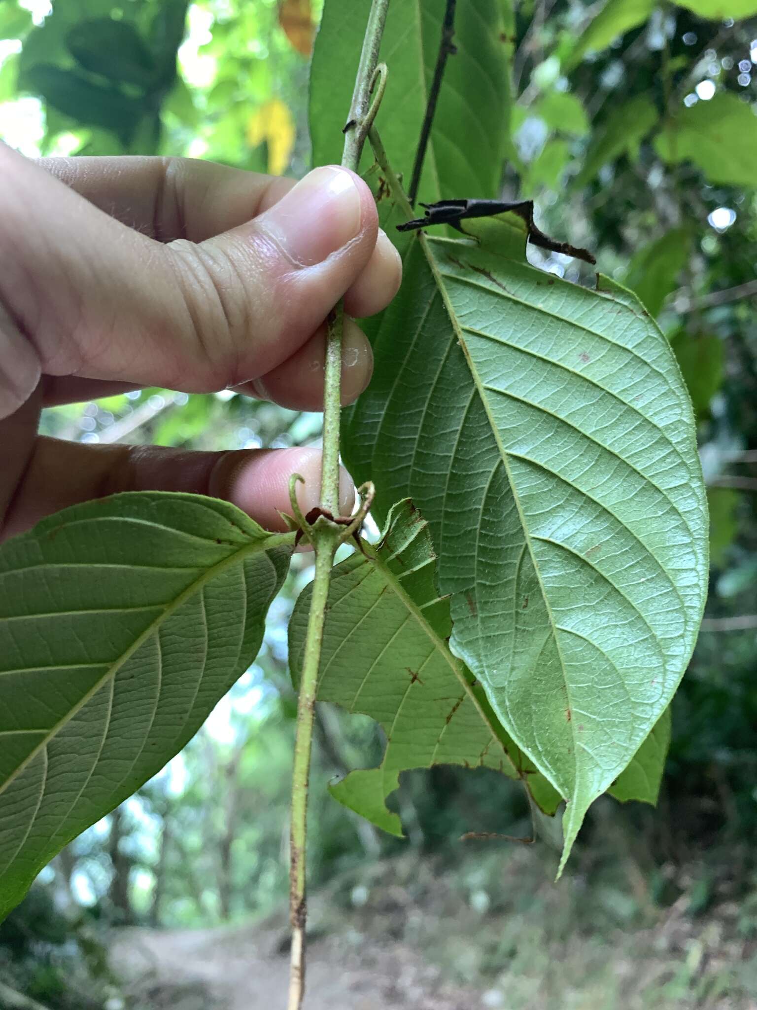 Image of Uncaria hirsuta Havil.