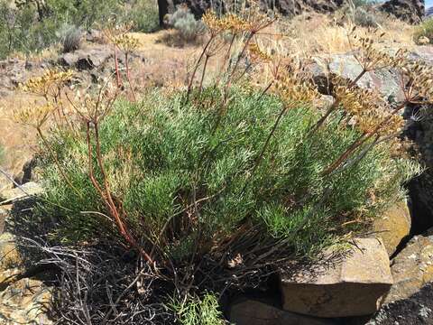 Image of Slickrock biscuitroot