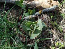 Image of Hylotelephium caucasicum (Grossh.) H. Ohba