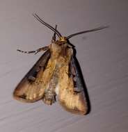 صورة Agrotis volubilis Harvey 1874