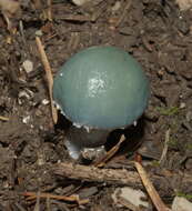 Image of verdigris agaric