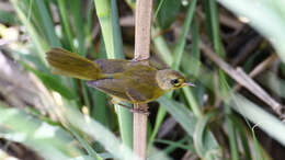 Image of Altamira Yellowthroat