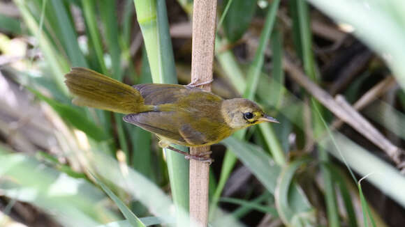 Plancia ëd Geothlypis flavovelata Ridgway 1896