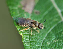 Слика од Halictus tumulorum (Linnaeus 1758)