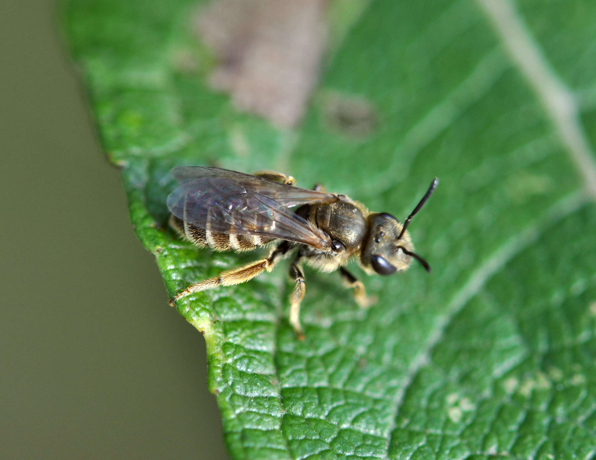 Слика од Halictus tumulorum (Linnaeus 1758)