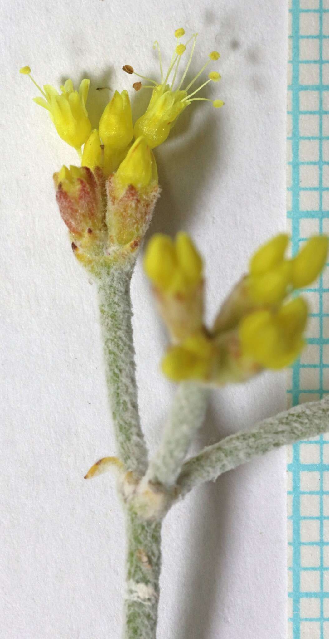 Image of Son's buckwheat