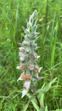 Image of Grecian foxglove