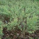 Crocanthemum rosmarinifolium (Pursh) Janchen resmi