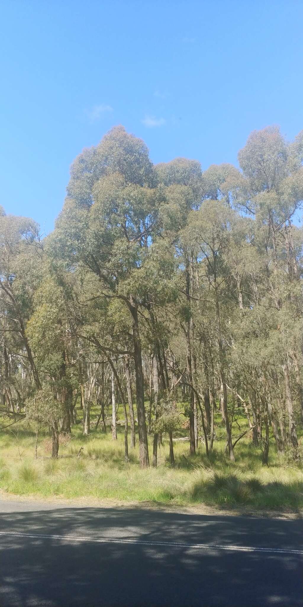 Image of Eucalyptus aggregata Deane & Maiden