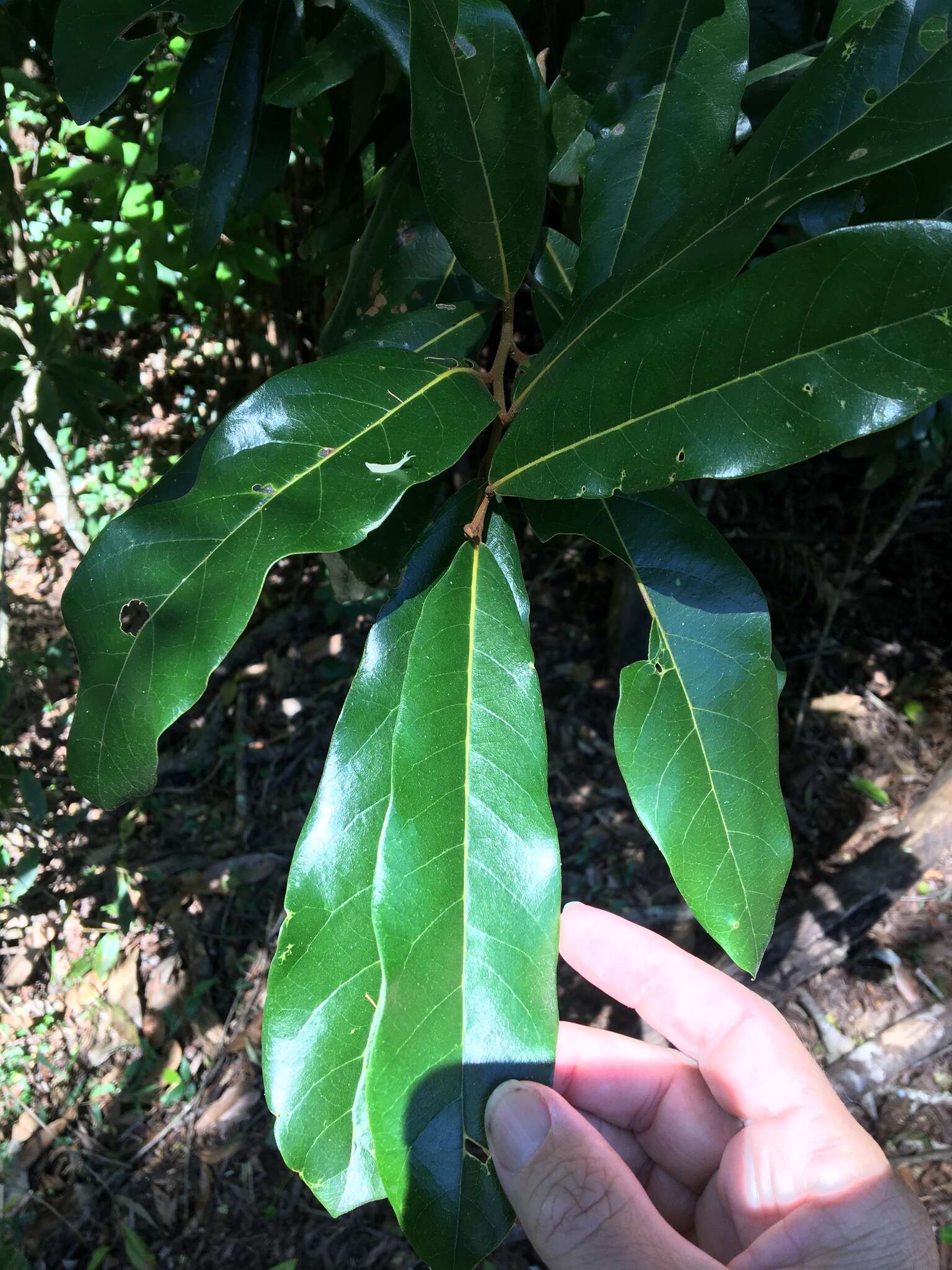 Image of Cryptocarya obovata R. Br.