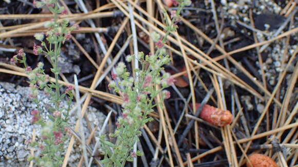 Image of Galium wigginsii Dempster