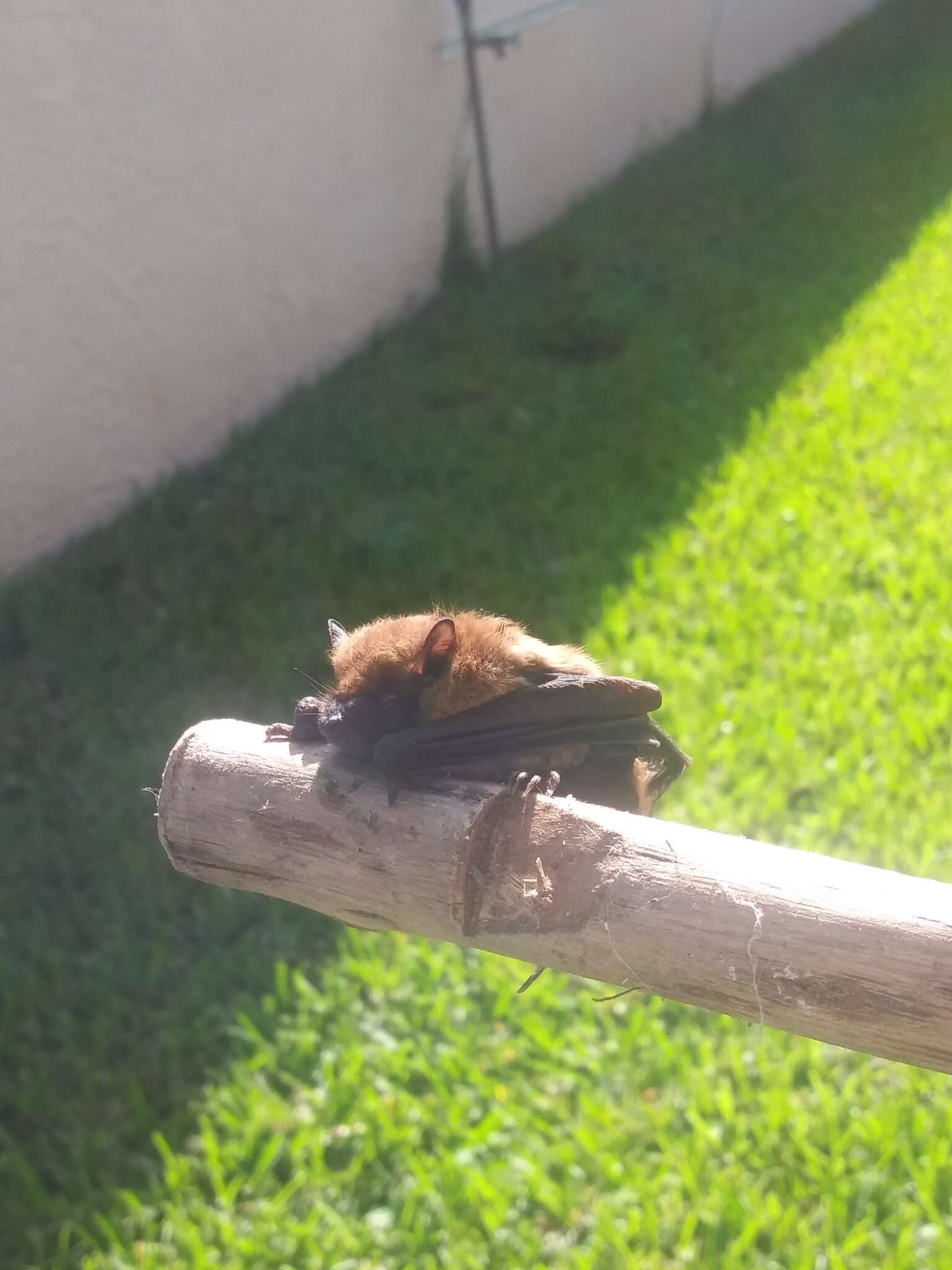 Image of Evening Bat