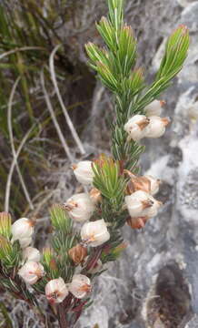 Image of Erica grisbrookii Guthrie & Bolus