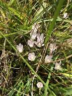 Image of bog pimpernel