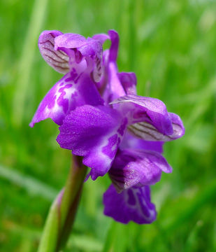 Image of Green-winged Orchid