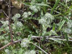 Plancia ëd Cryptantha barbigera var. barbigera