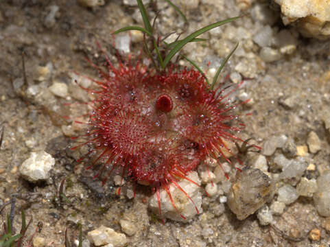 Image of <i>Drosera burmanni</i>