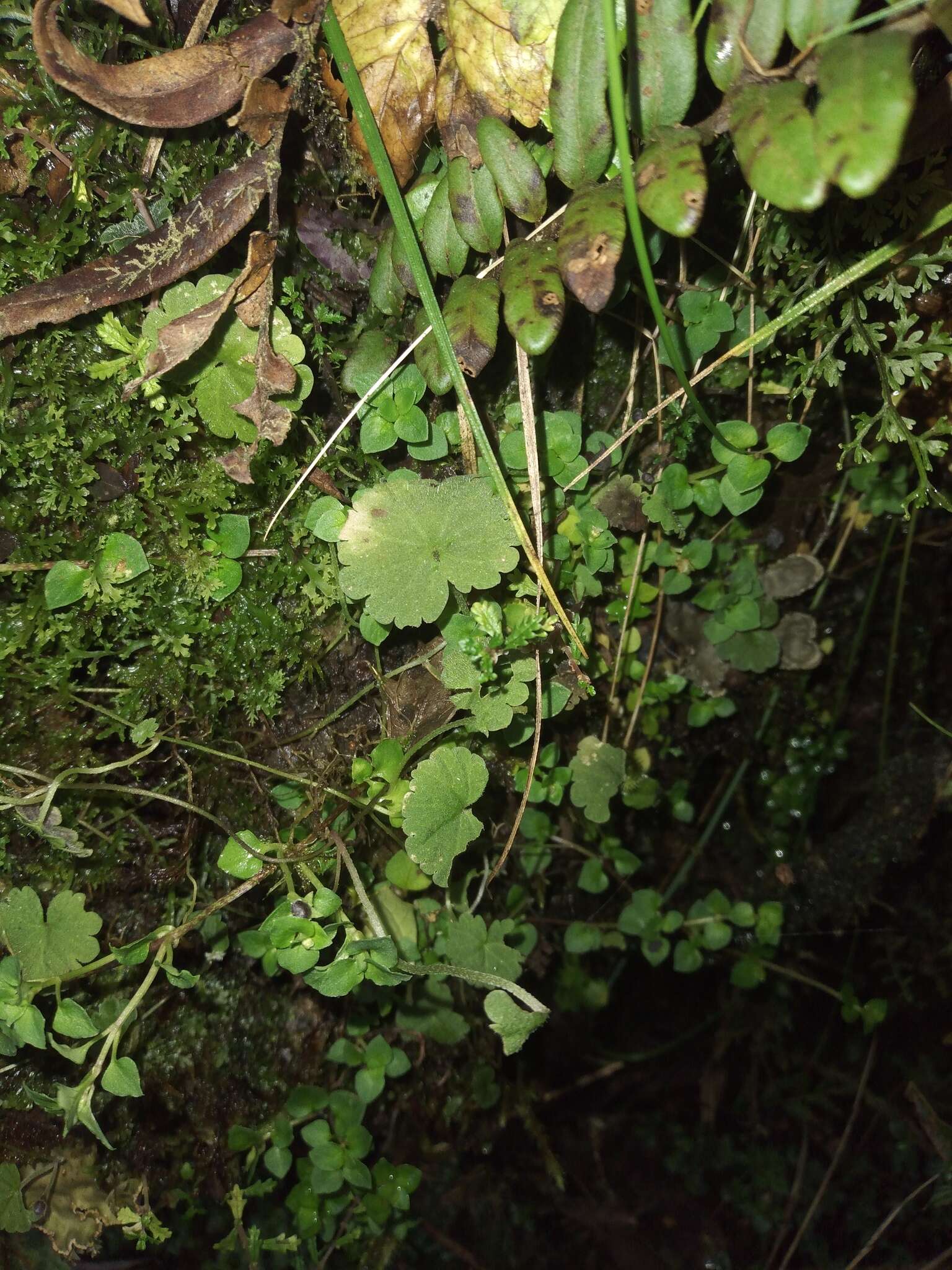 Image of Sibthorpia repens (Mutis ex L.) Kuntze